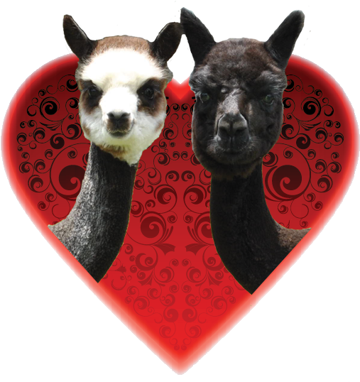Valentines Day Alpaca - Alpaca (518x540)