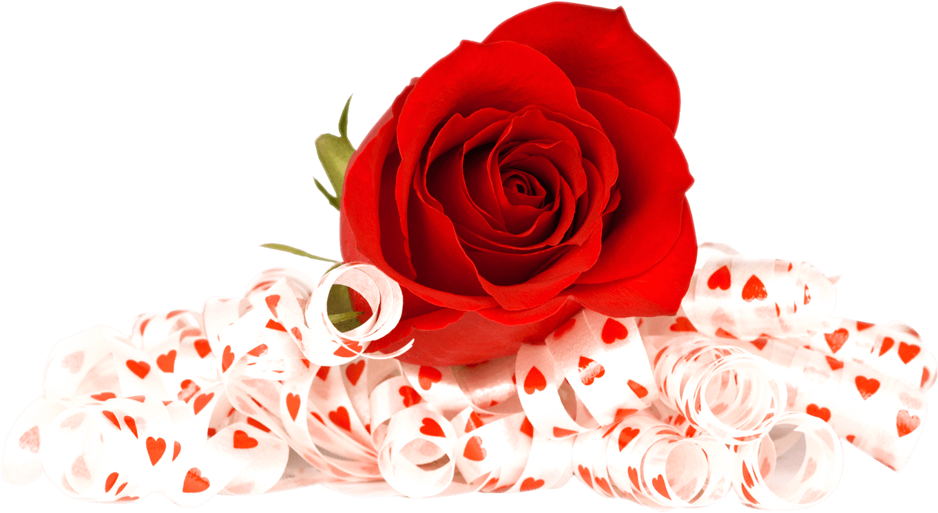 Valentines Day Roses Png Photo - Flowers Red Rose Png (1420x845)