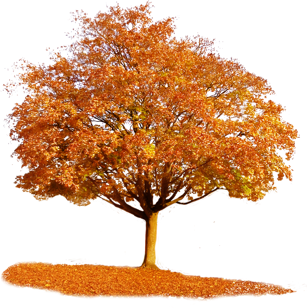 Fall Tree Clipart - Autumn Tree Transparent Background (1024x1058)