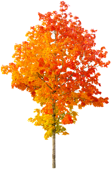 Autumn Trees Clipart 10, Buy Clip Art - Cartoon Fall Tree (540x720)