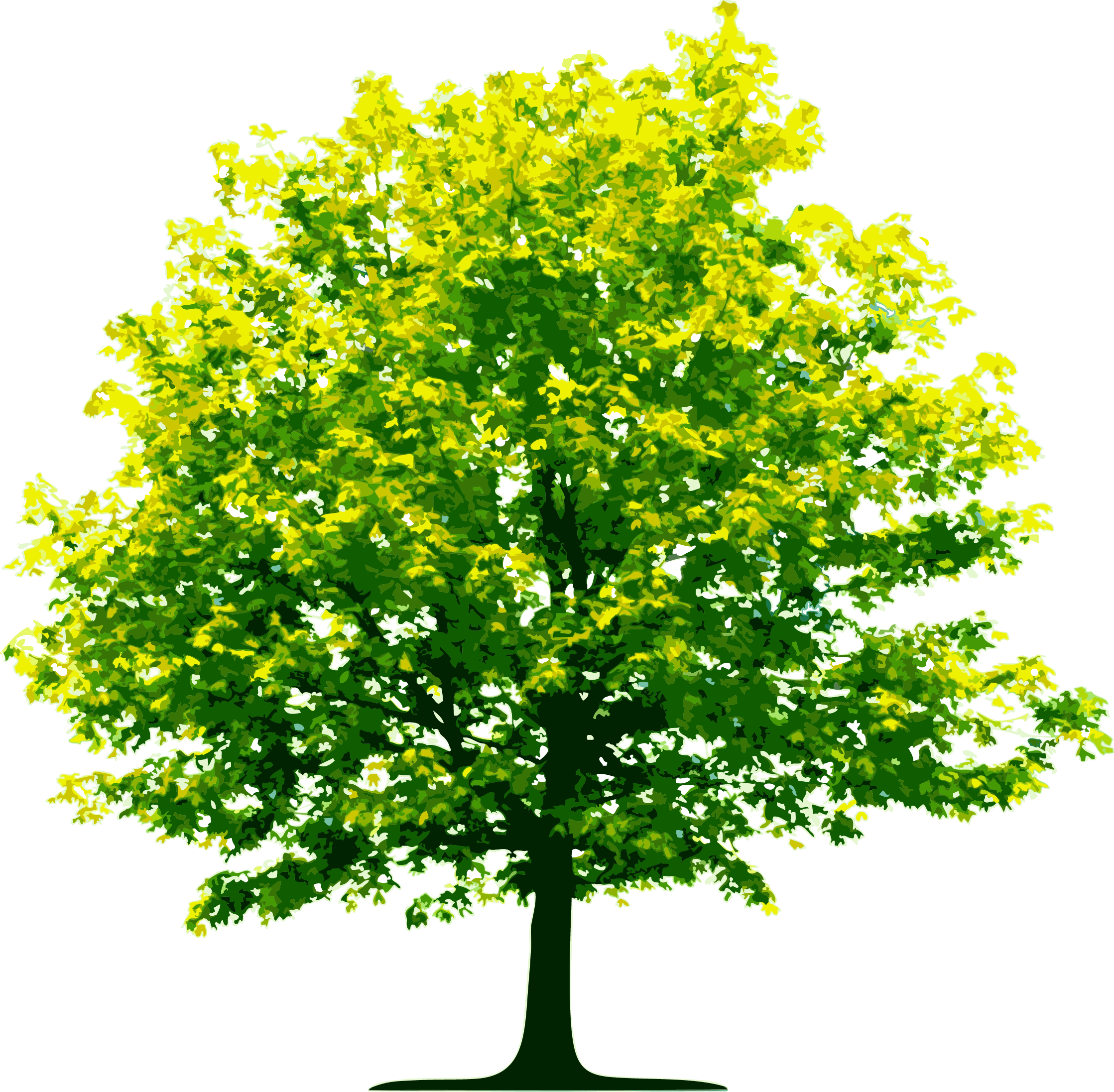 Fall Trees Plan Png - Tree No Background Png (2237x2193)