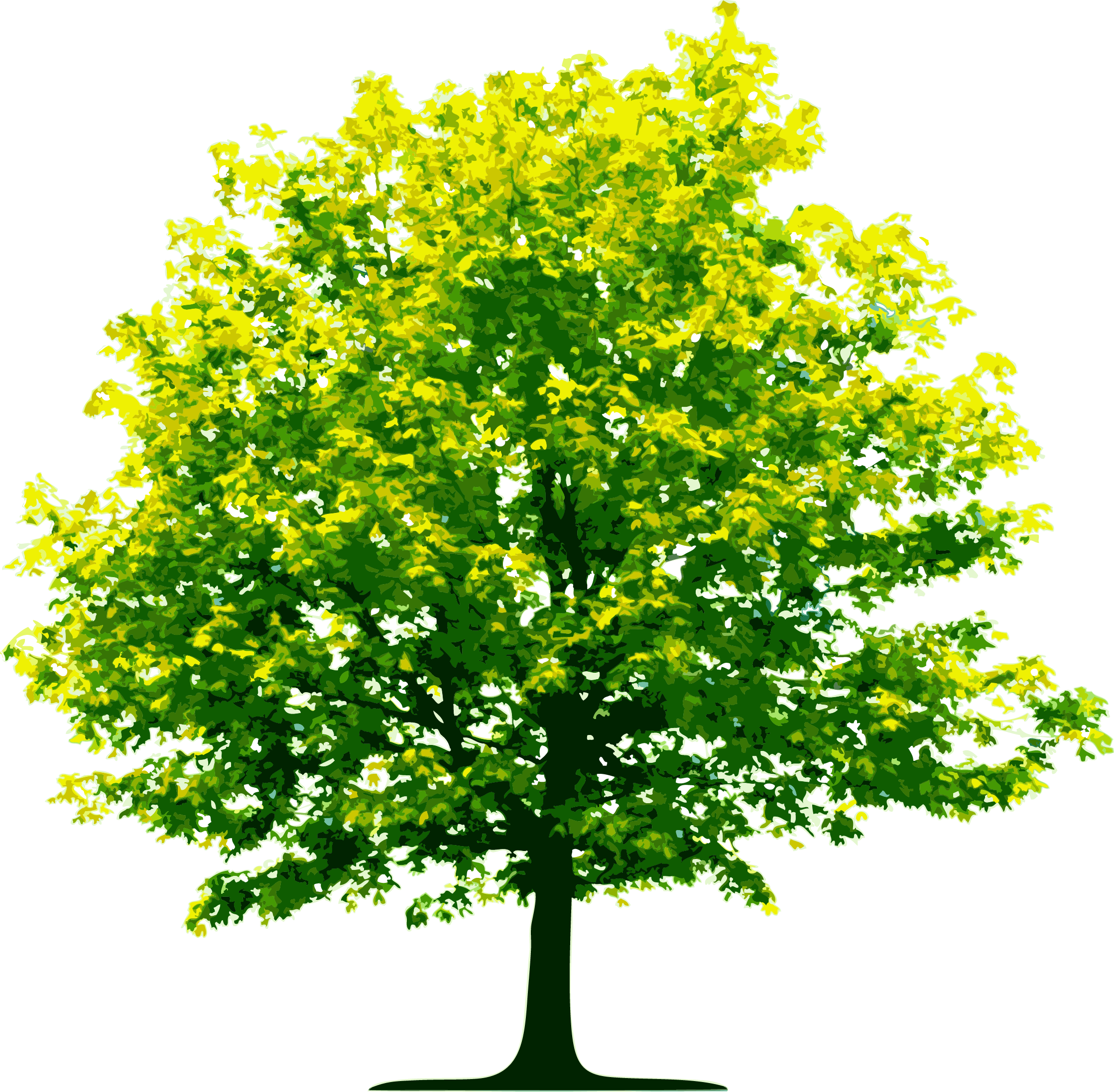 Fall Trees Plan Png Tree No Background Png 2237x2193 Png Clipart Download