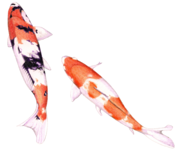 日本動物薬品株式会社 - Карпы Кои Пнг (351x342)