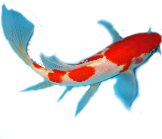 Facts About Koi Anatomy - Transparent Koi Fish Png (600x600)