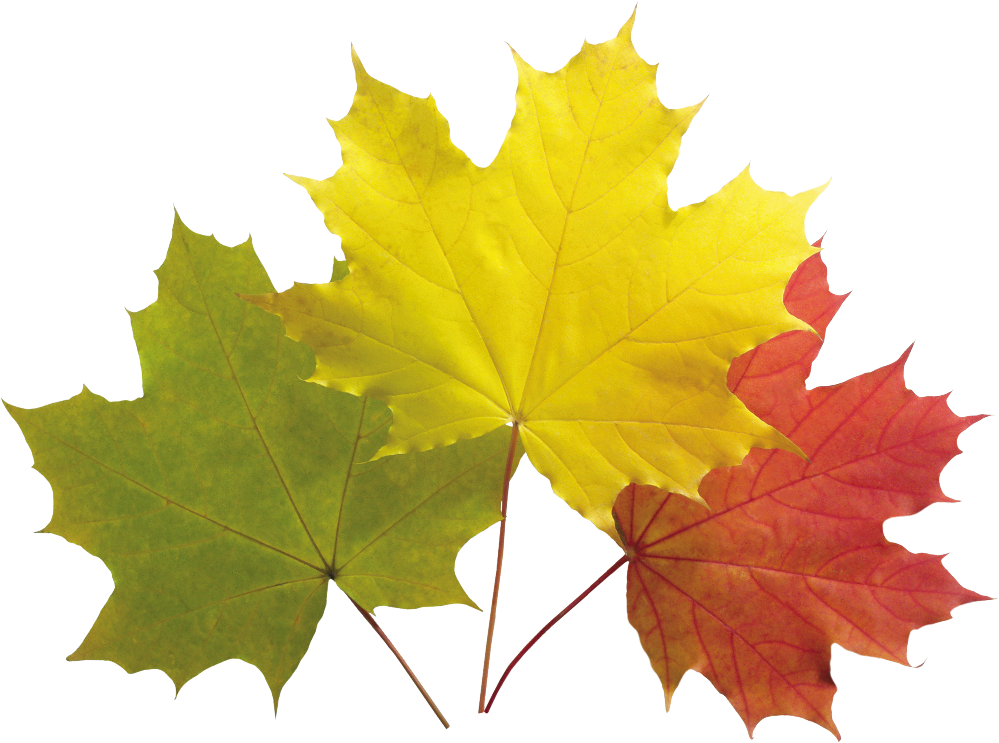 Pattern Autumn Leaves Png Image - Картинки Листя Для Дітей (3486x2592)
