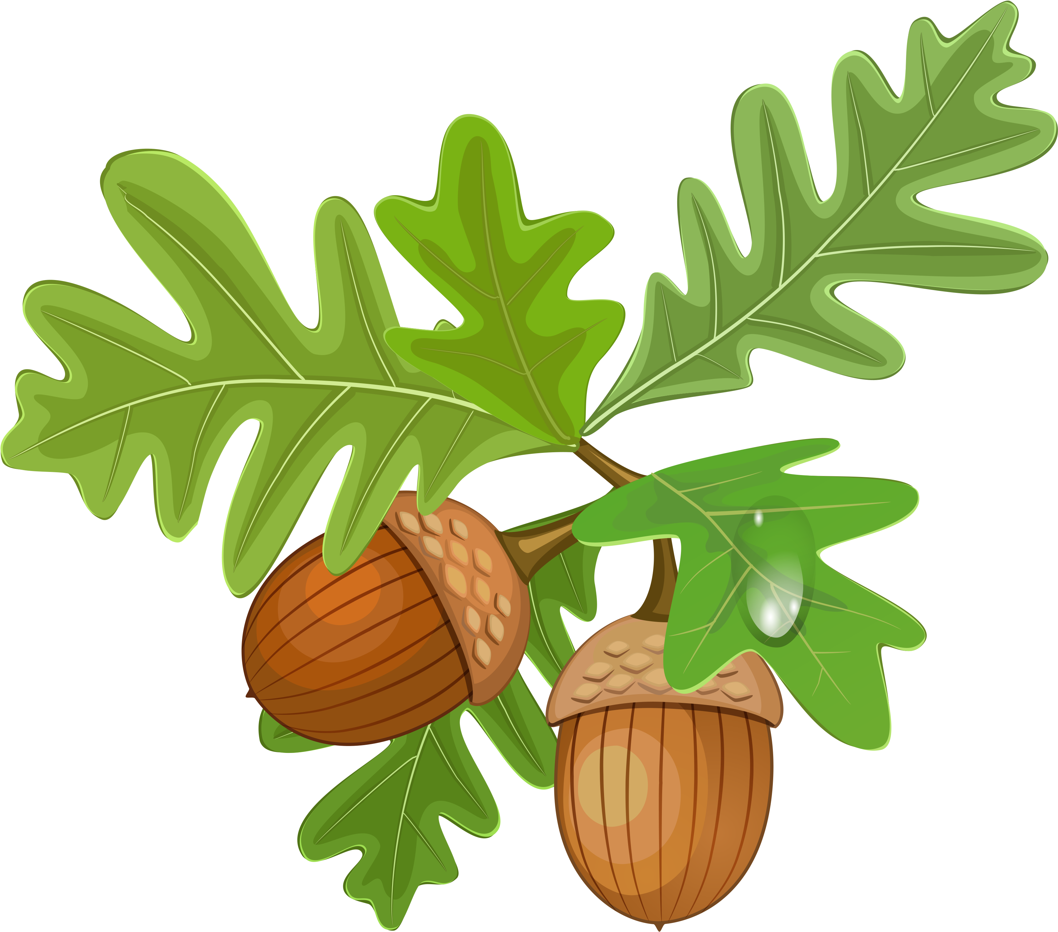 Transparent Leaves With Acorns - Oak Leaf And Acorn Clipart (3720x3250)