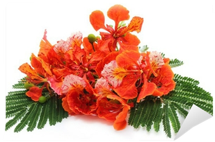 Delonix Regia Or Krishnachura With Green Leaves Wall - Royal Poinciana (400x400)