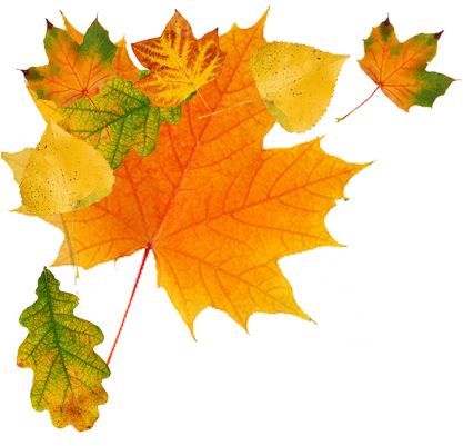 Autumn Leaves - Autumn Png (440x400)