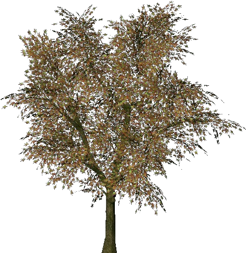 3d Trees - Norway Maple - Olive (750x527)