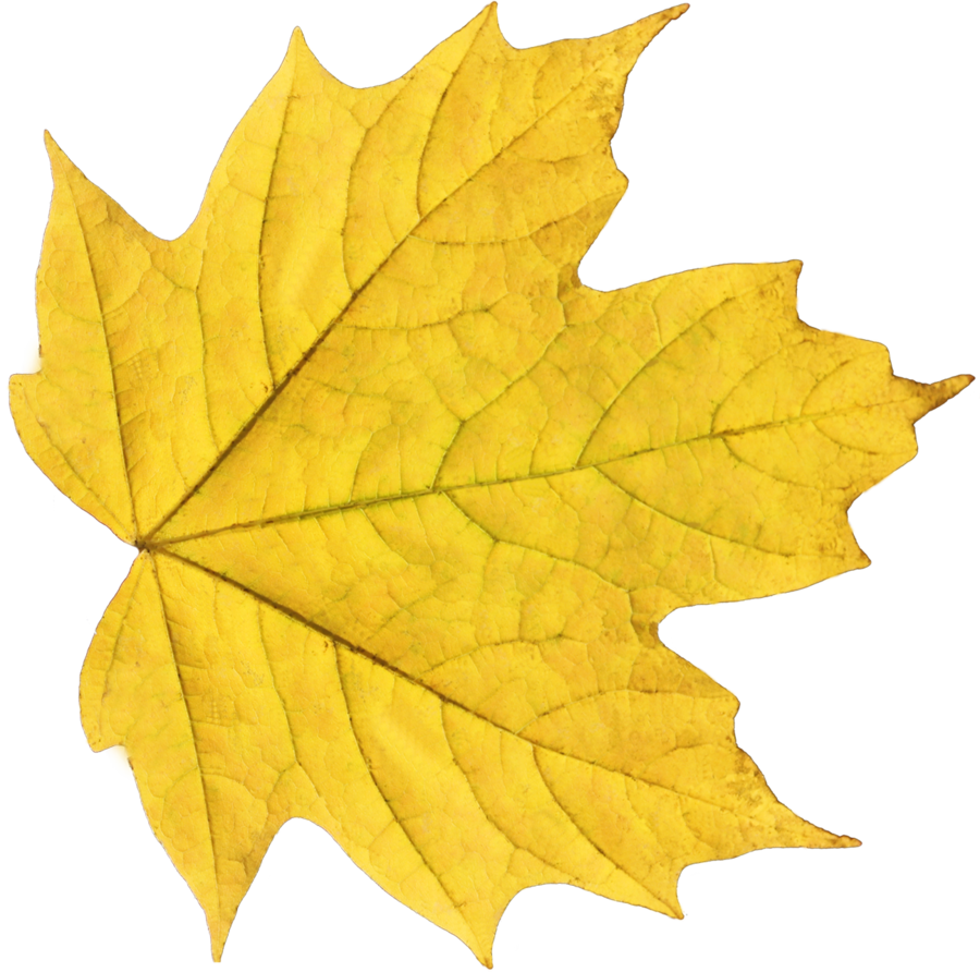 Autumn Leaves Png Image Purepng Free Transpa Cc0 - Yellow Leaf Png (900x892)