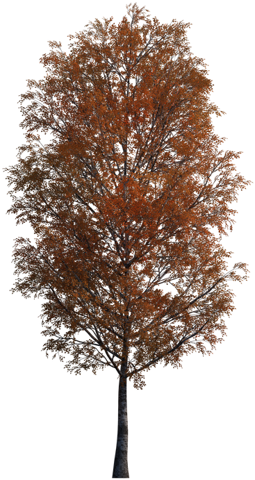 Деревья И Кусты Осенние - River Birch (768x768)