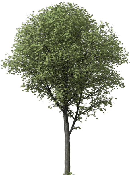 Llli - Ginkgo Biloba Tree Png (640x640)