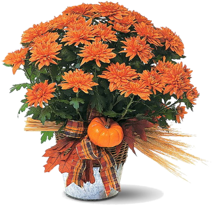 [ Img] - Mum Plant (439x500)