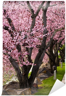 Fototapete Bäume Mit Leuchtend Rosa Blüten An Der Rand - Cherry Blossom (400x400)