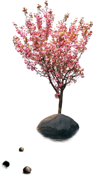 樱花（学名：cerasus Sp - Artificial Flower (474x732)