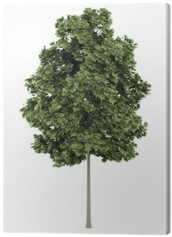 Lerretbilde Vanlig Lønn Tre Isolert På Hvit Bakgrunn - Maple (400x400)
