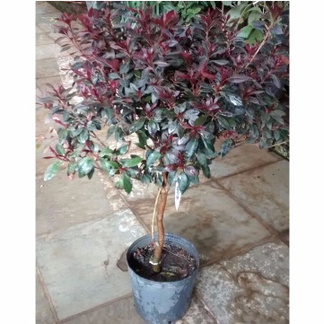 Disponível 10 Itens - Flowerpot (600x600)