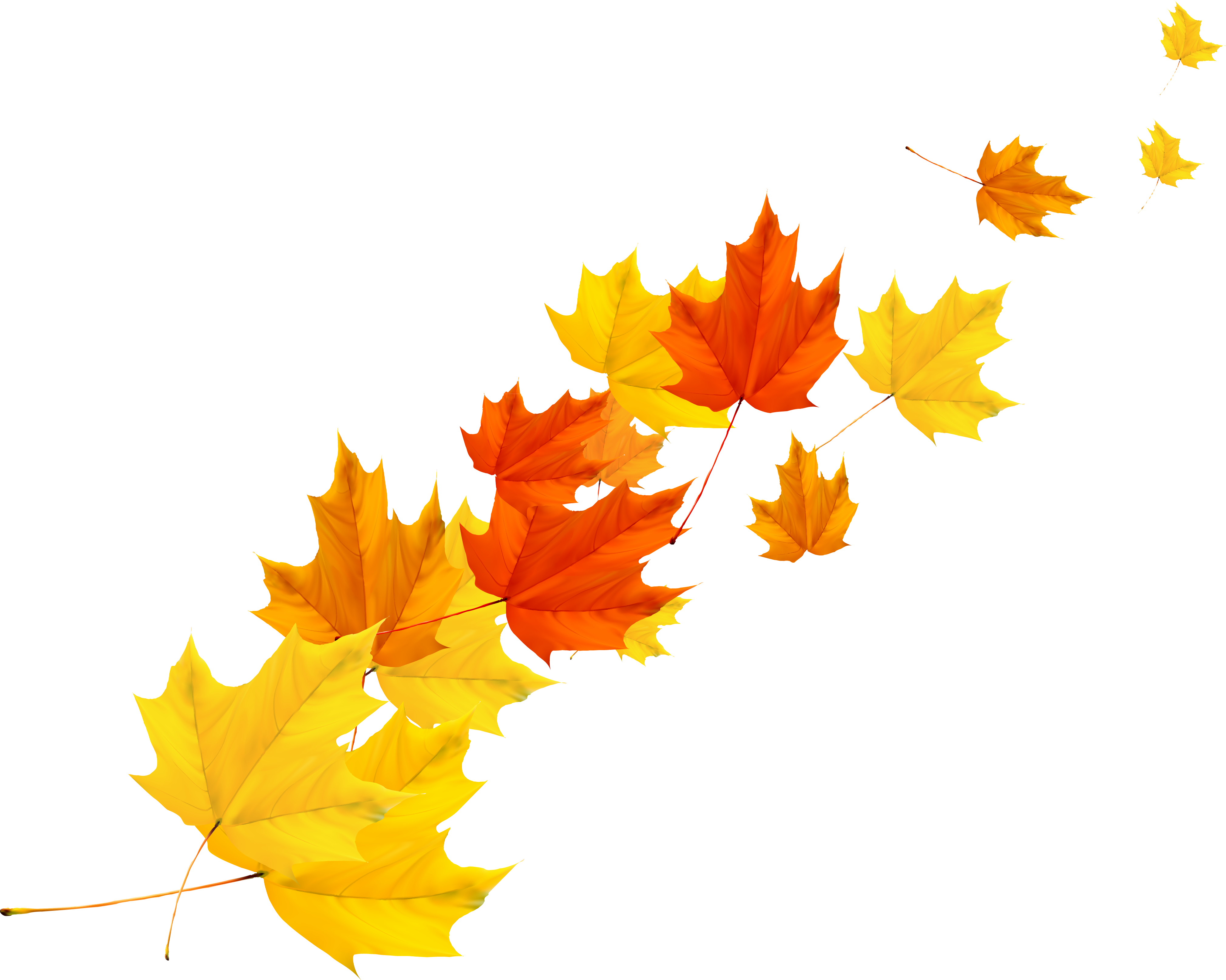 Maple Leaf Autumn - Maple Leaf Vector Png (4039x3229)