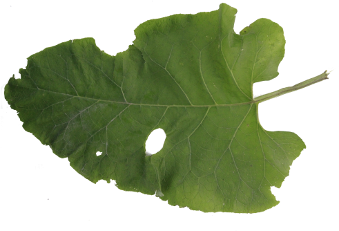 Big Green Damaged Burdock Leaf Autumn Eaten Old Bush - Eaten Leaf (512x341)