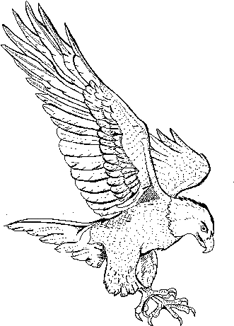Bald Eagle Bird - Flying Eagle Eagle Drawings (342x480)