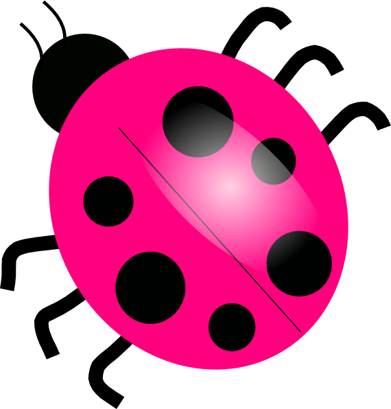 Many Legs Does A Ladybug Have (570x596)