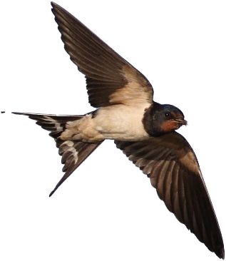 Swallows Nest - Barn Swallow (550x440)