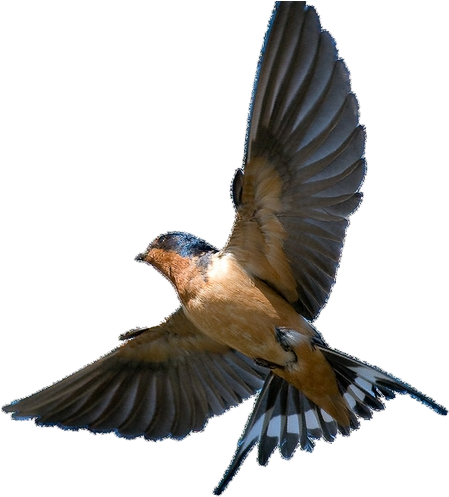 Photo Gallery - Barn Swallow In Flight (600x600)