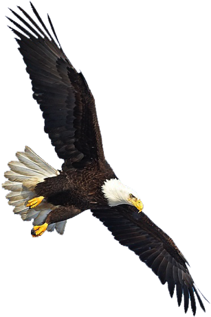 Eagle Png Image, Free Download - Eagles Flying Png (589x547)