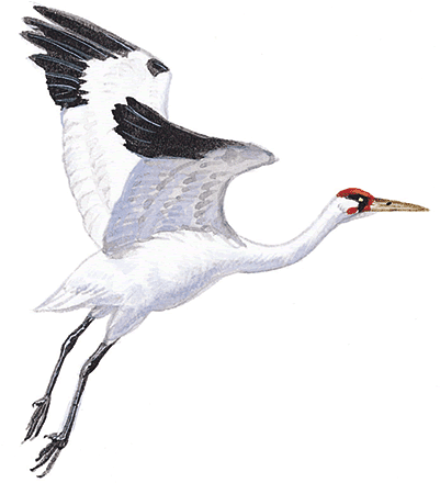 Super Ragged Floats - Crane Bird Transparent Background (400x447)