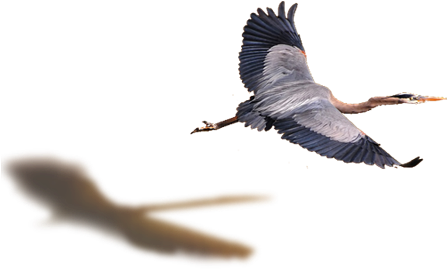 Flying Bird Png - Great Blue Heron (456x268)