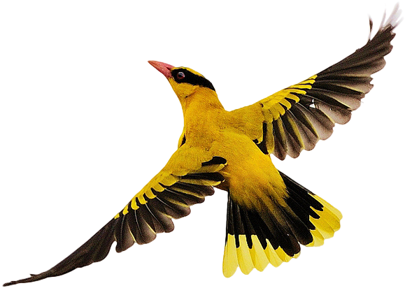 Download Png - Transparent Birds Flying (1024x683)