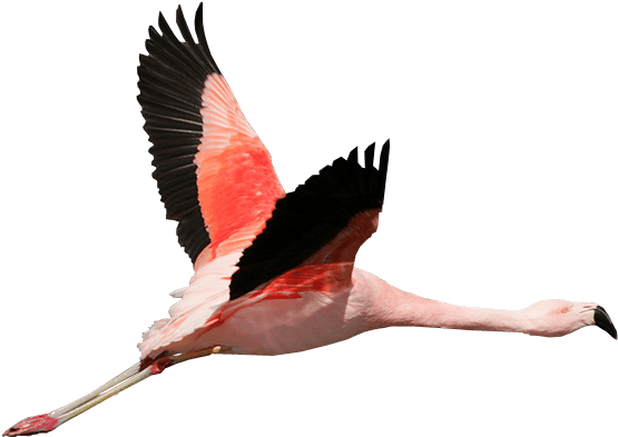 Flamingo Flying Transparent Background Bird - Flamingo Flying Transparent Background (600x400)