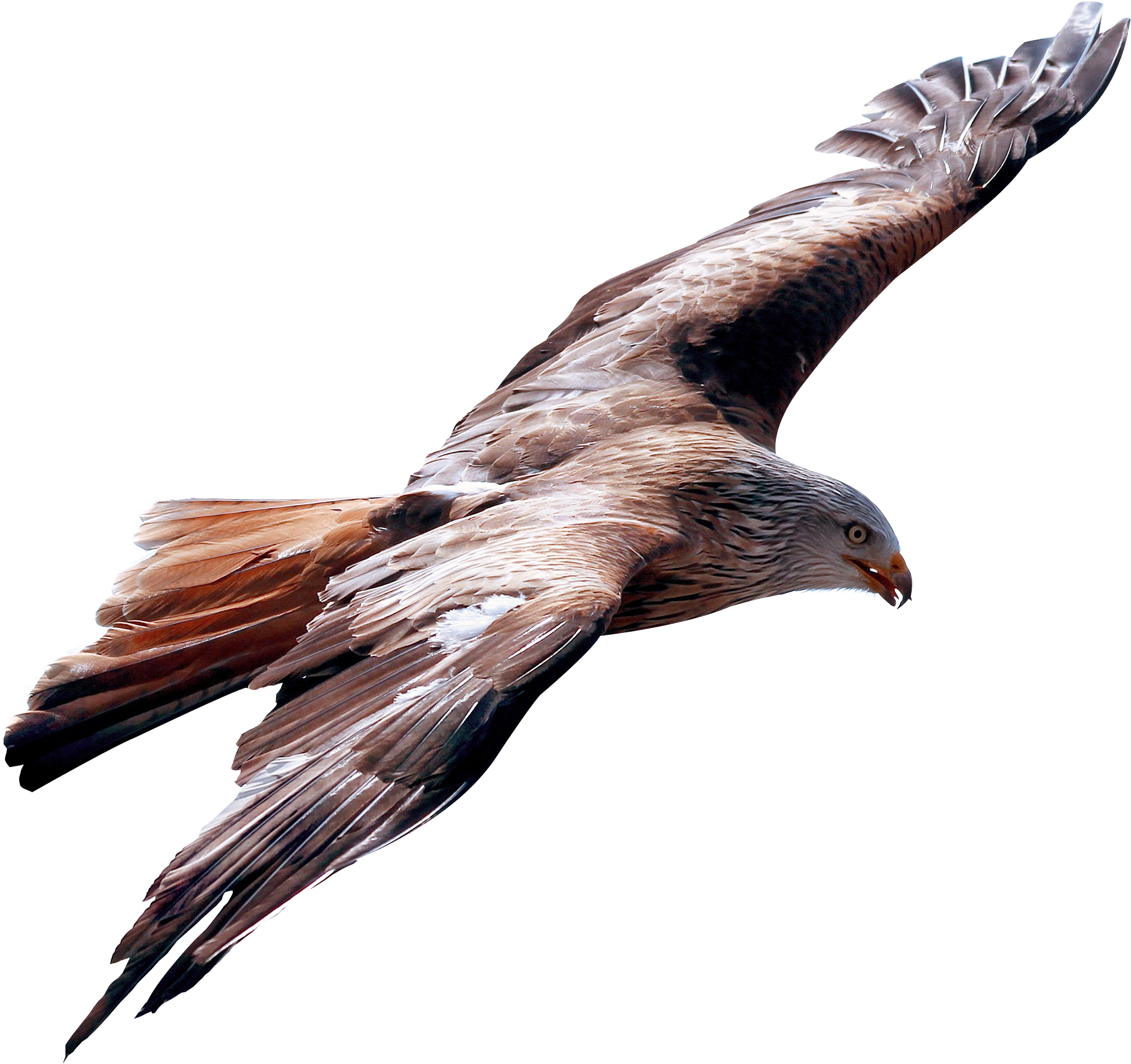 Eagle Fly - Fly Png (2000x1887)