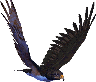 Soaring Eagle Png Clipart - Eagle Animated Gif (745x642)