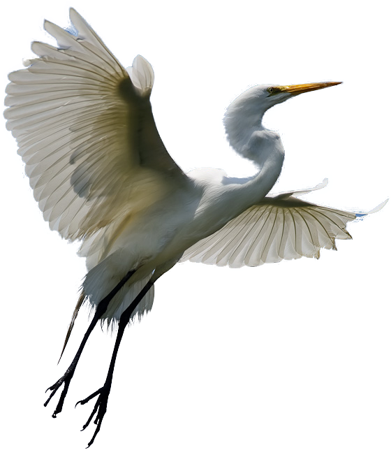 Related Png Images - Heron Png (581x654)