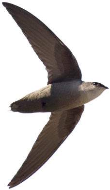 Chimney Swifts Are A Very Small Bird With Long Pointy - Swift Bird Png (312x424)