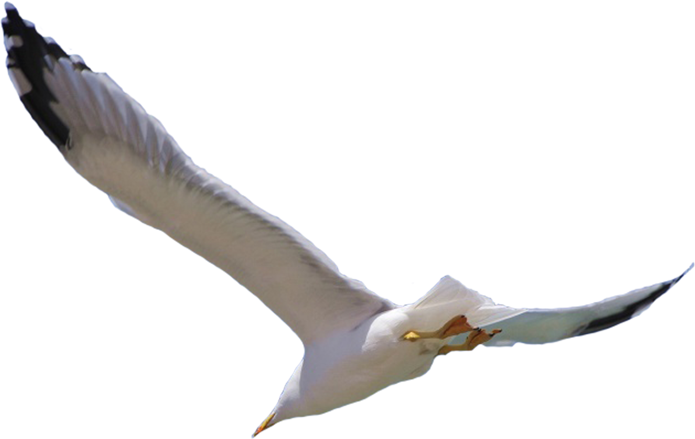 Bird Flight Wing - Flying Bird Png (2953x2953)