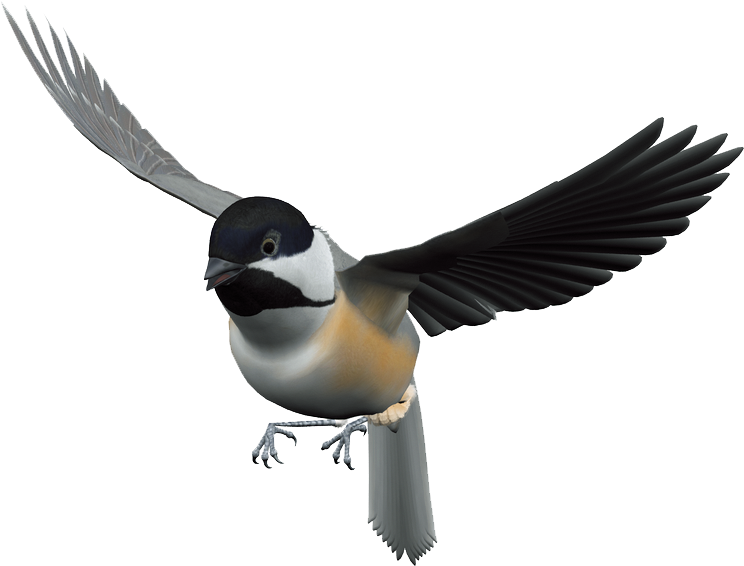 Download Png - Flying Bird Png (1042x805)