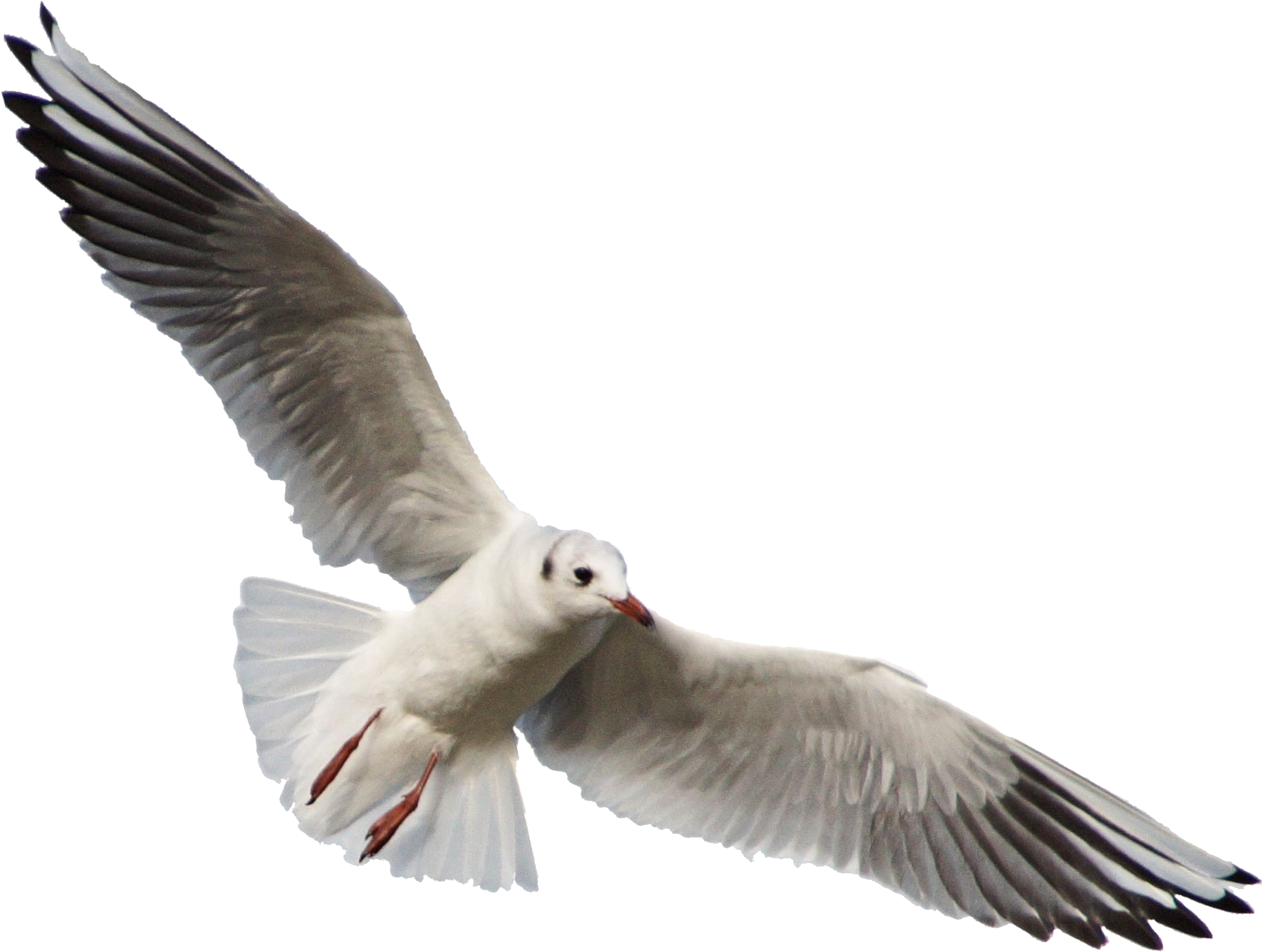 Seagull 11 Clear Cut By Astoko - Seagull Png (2229x1617)