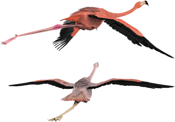 Flying High 3d Flamingos Birds By Madetobeunique - Birds Flying In 3d (600x480)