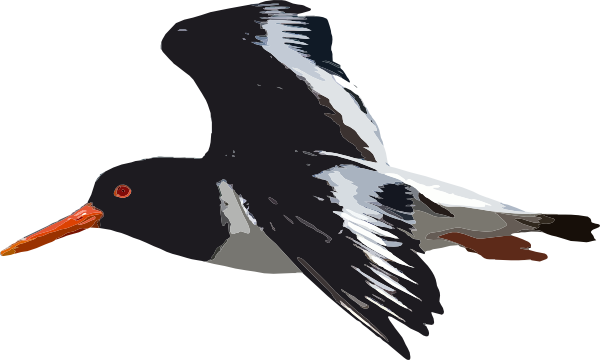 Black Bird Flying Svg Clip Arts 600 X 360 Px - Bird Flying Transparent Png (600x360)