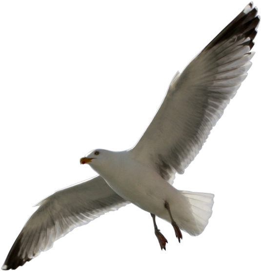 Flying Sea Gull Transparent Image Number Two - Flying Gull Png (600x622)