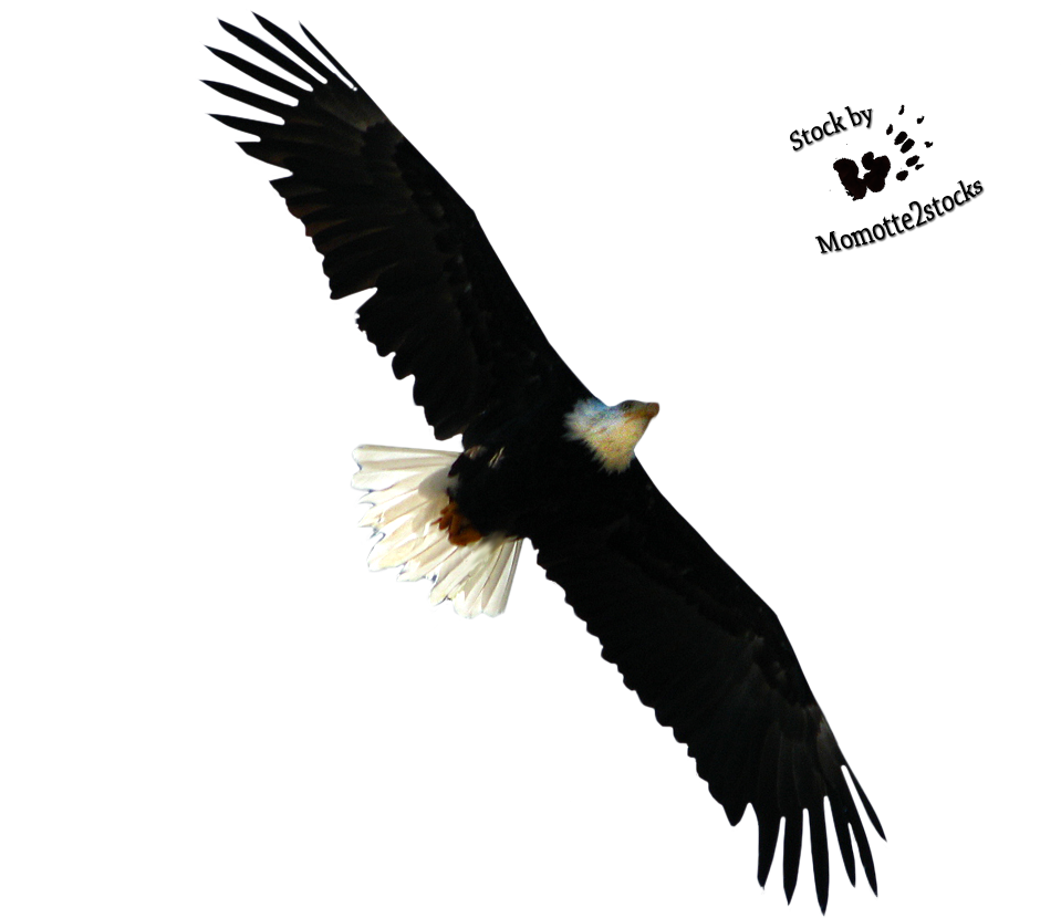 Flying Eagle Hd Png (959x830)