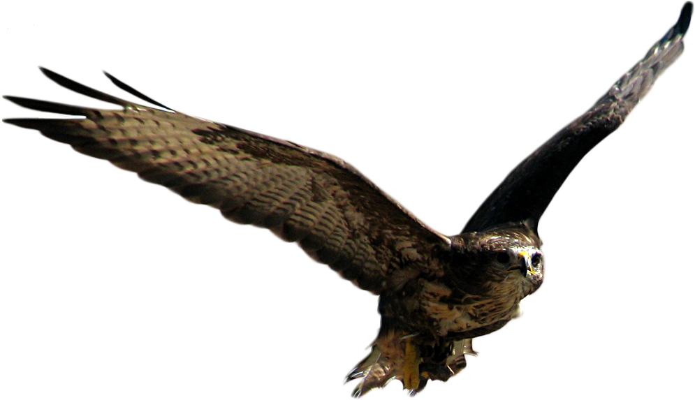 Grass - - Flying Bird Png Hd (994x598)