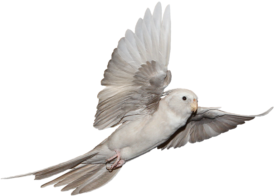 Flying Is One Of The Most Important Things For Cockatiels - Stock Dove (880x637)