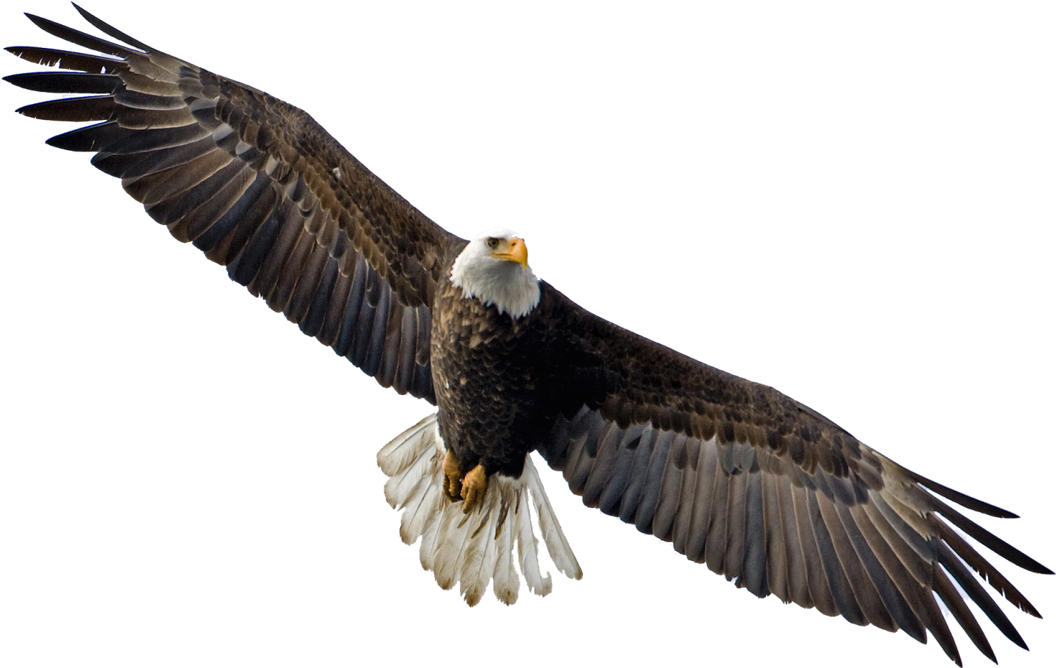 Flying Eagle Png Image - Bald Eagle Flying Png (1600x1125)