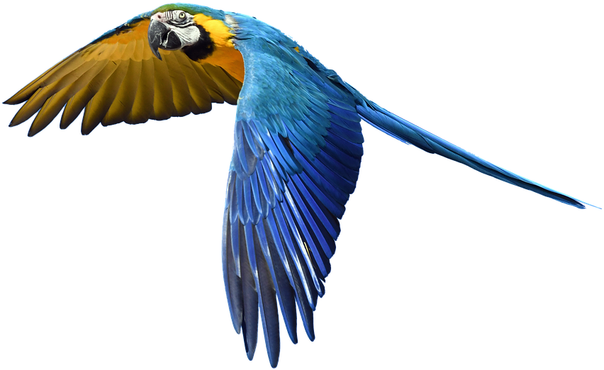 Free Photo Fly Flight Colorful Isolated Parrot - Blue And Yellow Macaw (960x640)