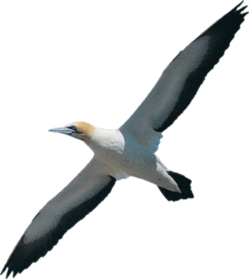Bird Psd - Flying Bird Psd (357x400)