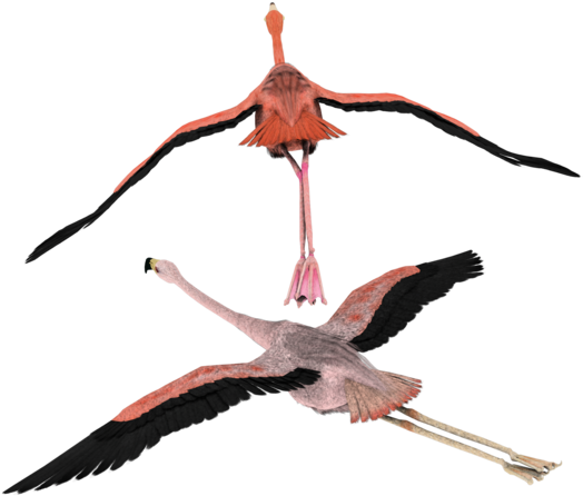 Flying Over My 3d Flamingos By Madetobeunique - Black Flying Flamingo Png (600x480)