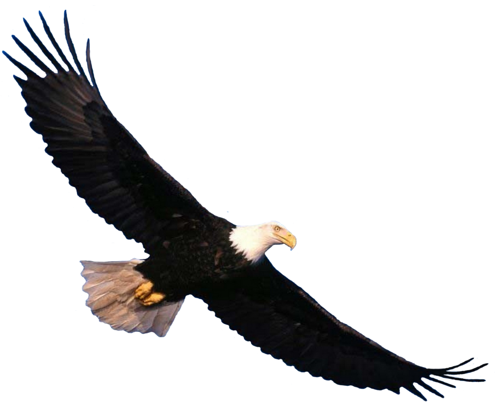 Eagle Png Image, Free Download - Soaring Eagle (1024x832)